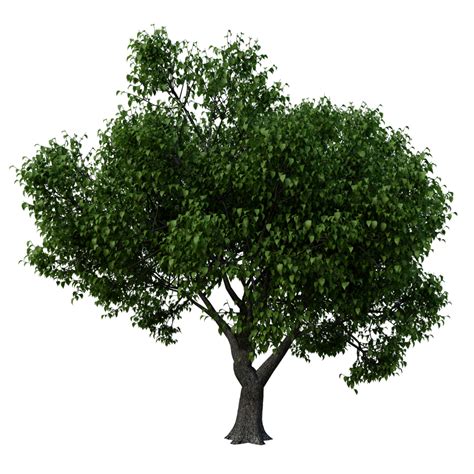pngtree|Tree PNGs for Free Download .